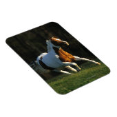 Paint Horse wird schnell ausgeführt Magnet (Rechte Seite)