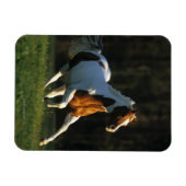 Paint Horse wird schnell ausgeführt Magnet (Horizontal)
