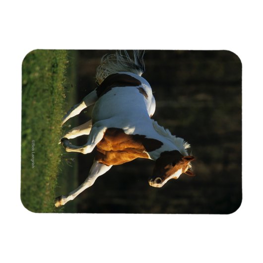 Paint Horse wird schnell ausgeführt Magnet (Horizontal)