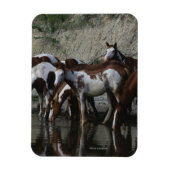 Paint Horses Drinks Magnet (Vertikal)