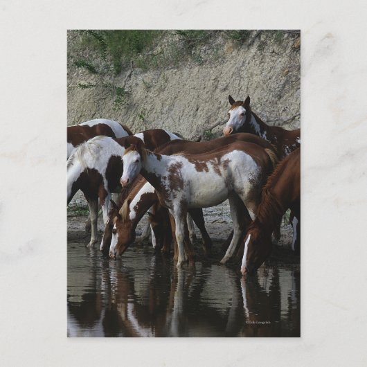 Paint Horses Drinks Postkarte (Vorderseite)