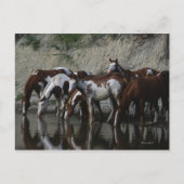 Paint Horses Drinks Postkarte (Vorderseite)