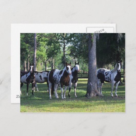 Paint Horses in the Trees Postkarte (Vorne/Hinten)