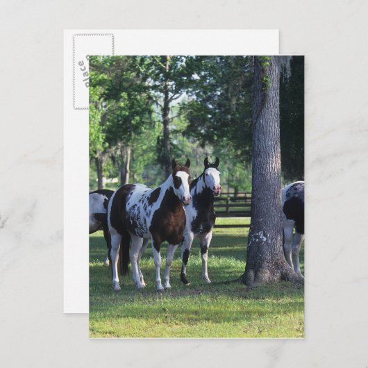 Paint Horses in the Trees Postkarte (Vorne/Hinten)