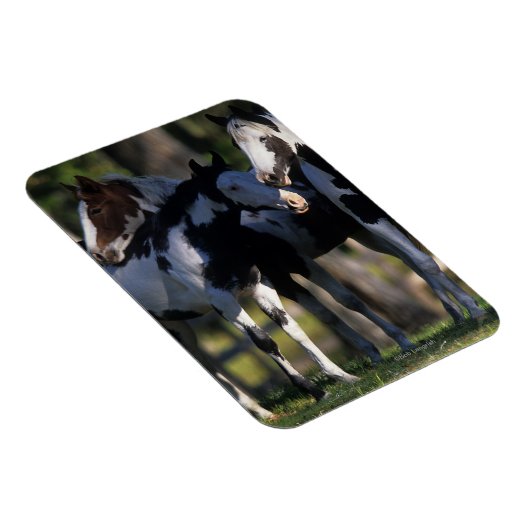 Paint Horses Magnet (Rechte Seite)