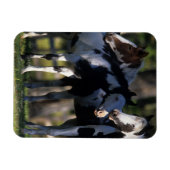 Paint Horses Magnet (Horizontal)