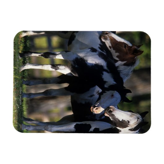 Paint Horses Magnet (Horizontal)