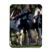 Paint Horses Magnet (Vertikal)
