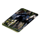 Paint Horses Magnet (Linke Seite)