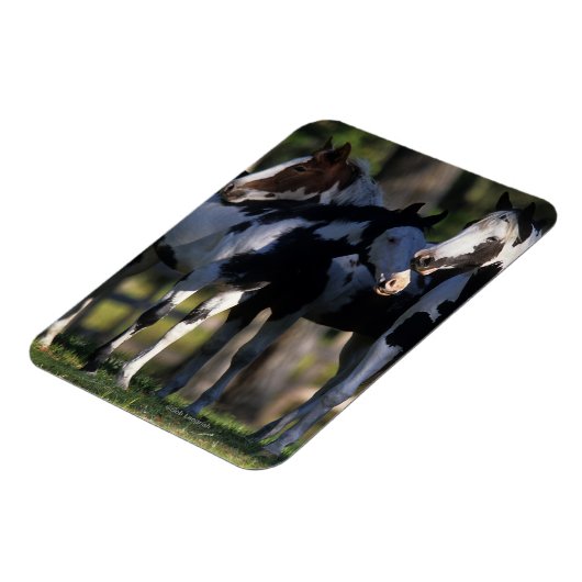 Paint Horses Magnet (Linke Seite)
