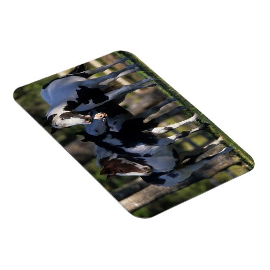Paint Horses Magnet (Rechte Seite)