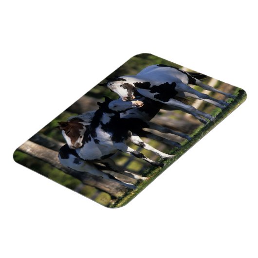Paint Horses Magnet (Linke Seite)