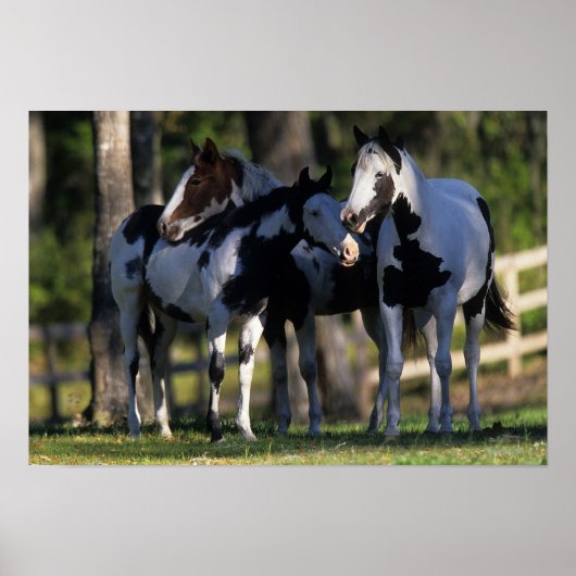 Paint Horses Poster (Vorne)