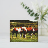 Paint Horses Postkarte (Stehend Vorderseite)