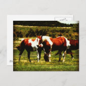 Paint Horses Postkarte (Vorne/Hinten)