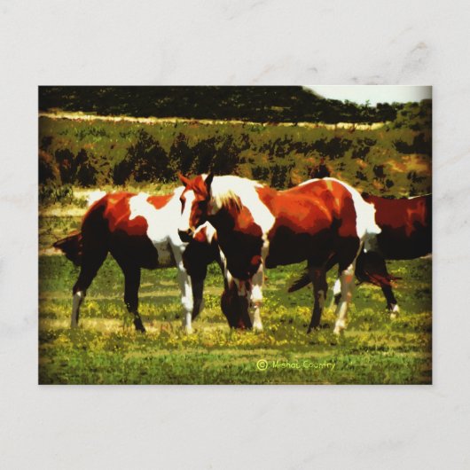 Paint Horses Postkarte (Vorderseite)