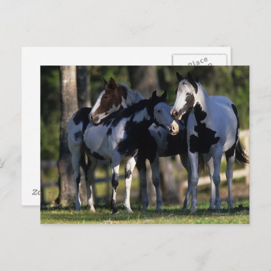Paint Horses Postkarte (Vorne/Hinten)