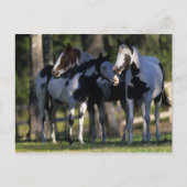 Paint Horses Postkarte (Vorderseite)