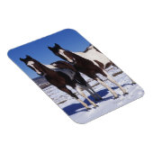 Paint Horses Stehend im Schnee Magnet (Rechte Seite)