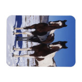 Paint Horses Stehend im Schnee Magnet (Horizontal)