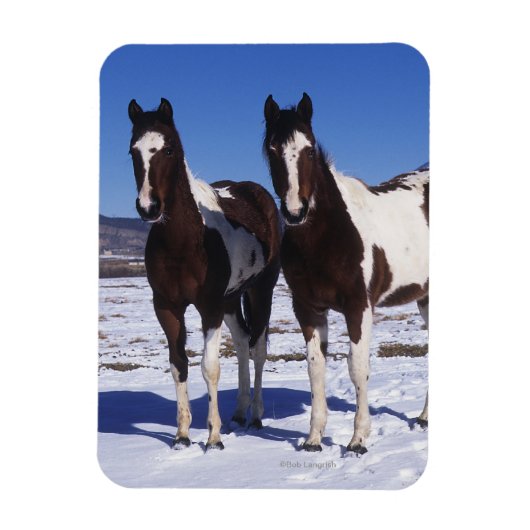 Paint Horses Stehend im Schnee Magnet (Vertikal)