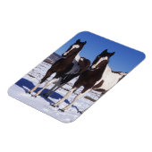 Paint Horses Stehend im Schnee Magnet (Linke Seite)