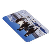 Paint Horses Stehend im Schnee Magnet (Rechte Seite)