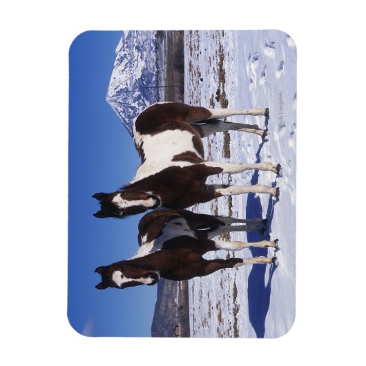 Paint Horses Stehend im Schnee Magnet (Vertikal)