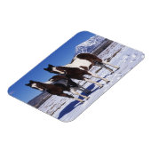 Paint Horses Stehend im Schnee Magnet (Linke Seite)
