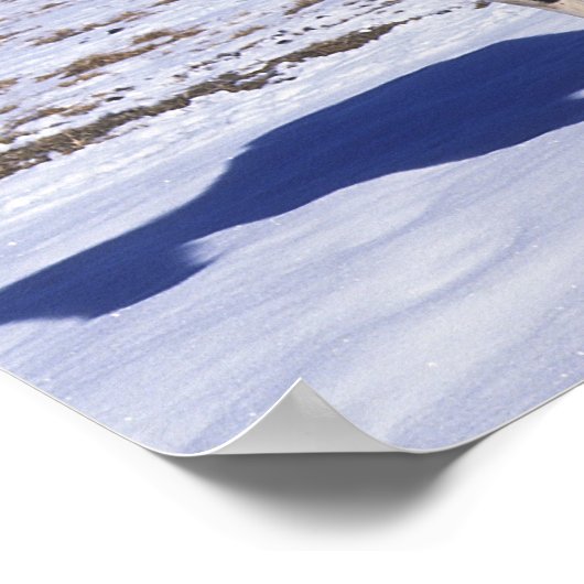 Paint Horses Stehend im Schnee Poster (Ecke)
