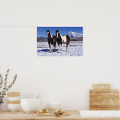 Paint Horses Stehend im Schnee Poster (Küche)