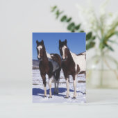 Paint Horses Stehend im Schnee Postkarte (Stehend Vorderseite)