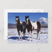 Paint Horses Stehend im Schnee Postkarte (Vorne/Hinten)