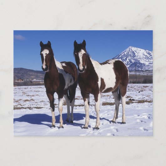 Paint Horses Stehend im Schnee Postkarte (Vorderseite)
