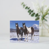 Paint Horses Stehend im Schnee Postkarte (Stehend Vorderseite)