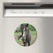 Paint Magnet (In Situ (Geschirrspüler))