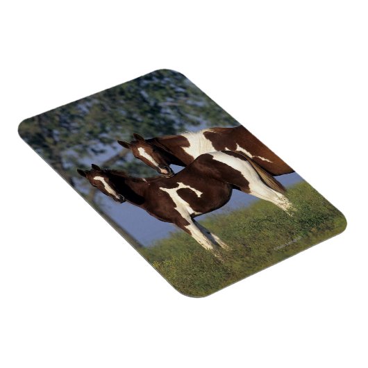 Paint Mare & Foal Magnet (Rechte Seite)
