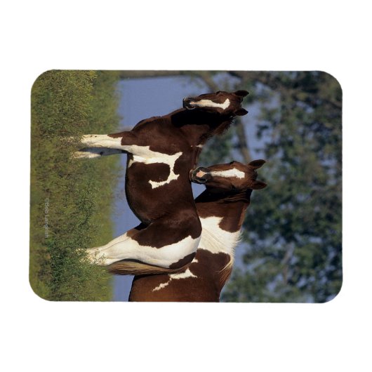 Paint Mare & Foal Magnet (Horizontal)