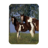 Paint Mare & Foal Magnet (Vertikal)