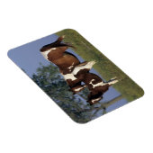 Paint Mare & Foal Magnet (Rechte Seite)