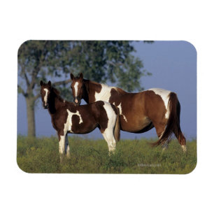 Paint Mare & Foal Magnet