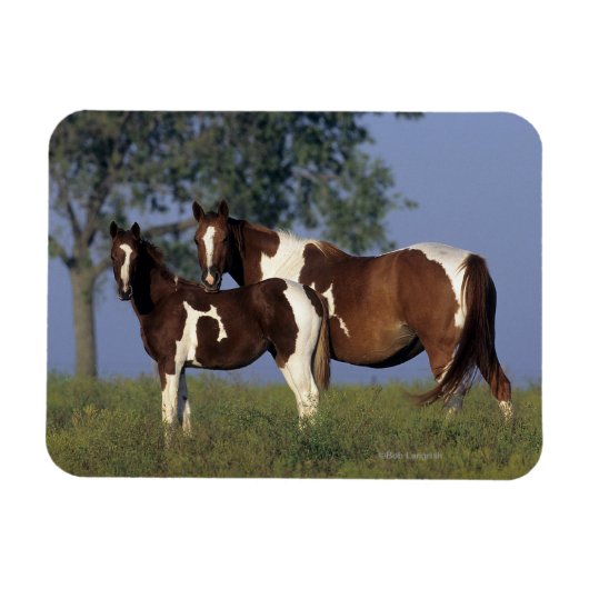 Paint Mare & Foal Magnet (Horizontal)