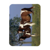 Paint Mare & Foal Magnet (Vertikal)
