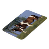 Paint Mare & Foal Magnet (Linke Seite)