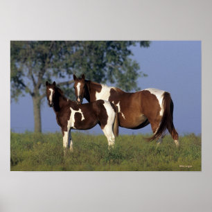 Paint Mare & Foal Poster