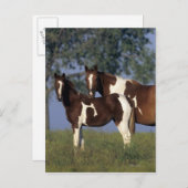 Paint Mare & Foal Postkarte (Vorne/Hinten)