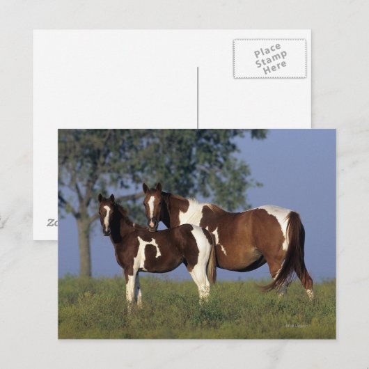 Paint Mare & Foal Postkarte (Vorne/Hinten)