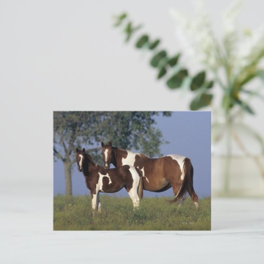 Paint Mare & Foal Postkarte (Stehend Vorderseite)
