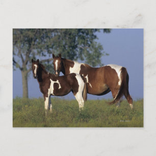 Paint Mare & Foal Postkarte