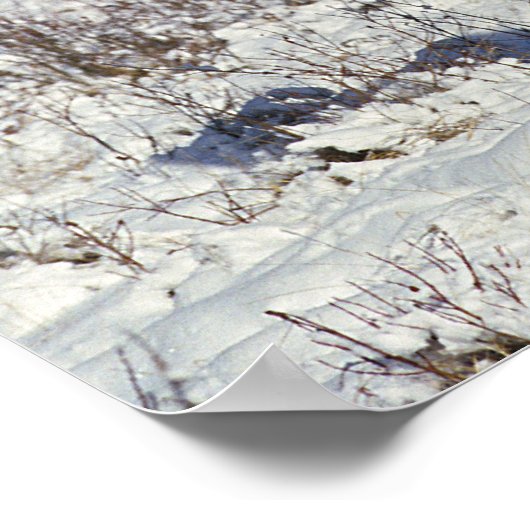 Paint Pferde im Schnee Poster (Ecke)